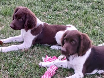 Kleine münsterländer · Köpingebro · Olof E.