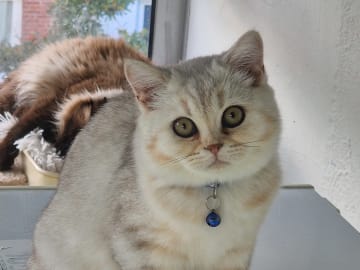 British Shorthair · Malmö · Dania