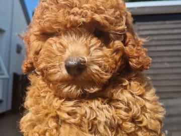 Pudel, toy · Uldum · Dream Puppy
