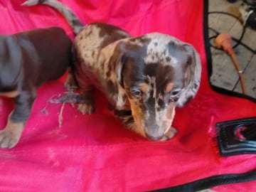 Dachshund · Gjesåsen · Line Merethe Suomalainen