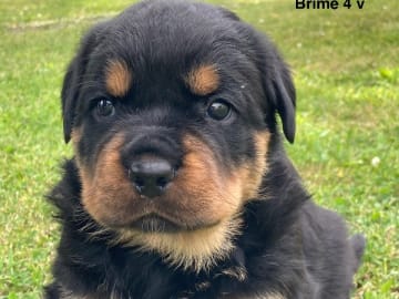 Rottweiler · östervåla · Dexline's