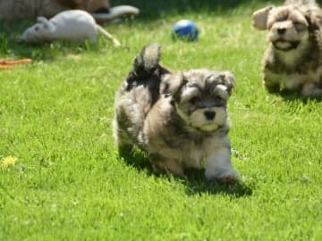 Bichon havanais · Lenhovda · Callunavias
