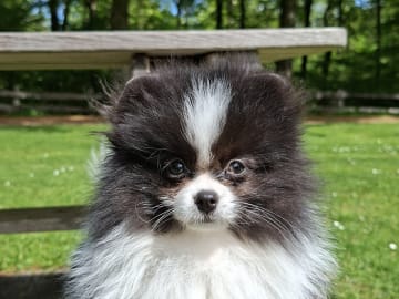 Pomeranian · Tyringe · Bodil N.