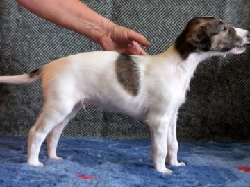 Borzoi · Västra Frölunda · Bravehounds