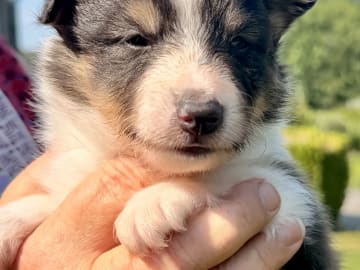 Shetland sheepdog · Jaren · Anne-Karin Scheen