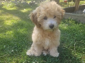Blandras Dvärg pudel/ Bichon Havanais · Höör · Carola J.