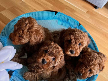 Toy Poodle · Landskrona · Yuliia K.