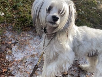 Chinese crested dog · Lycksele · Ida S.