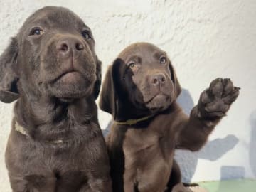 Labrador retriever · Rissa · Graciov A.