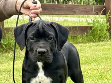 Cane corso · Norra Sorunda · Red Boss