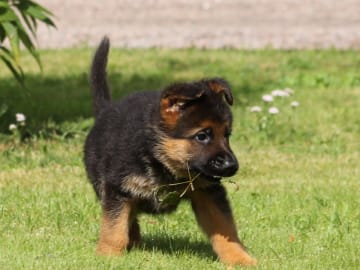 Tysk Schäferhund · Töreboda · Crestline's