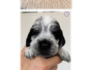 Cocker spaniel · Bredebro · Nina Nagel Bruun Nielsen