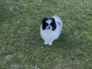 Pomeranian · Anderslöv · Hawar Hamid Hussein H.