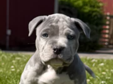 American bully · Oxie · Rodrigo M.