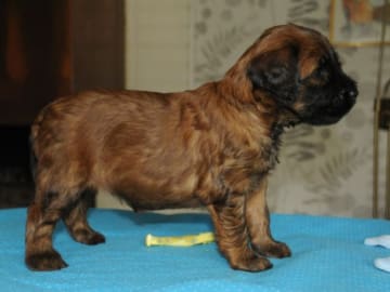 Briard · Ronneby · Rave On
