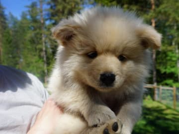 Finsk lapphund · Pauliström · Vita Nattens