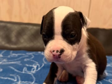 American staffordshire terrier · Kista · Patrick Nielsen Amstaff