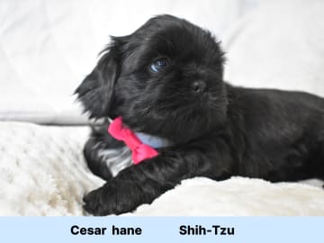 The merry shih-tzu family