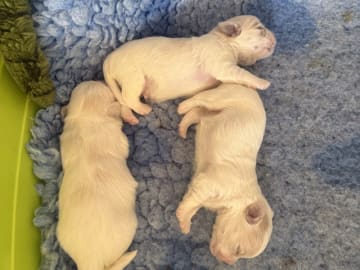 Coton de tuléar · Aabybro · Løve Mark