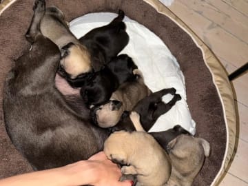 Mops · København Nv · Stefana Andreea Aftanase