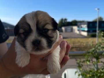 Malteser mix · Oxie · Mathias O.