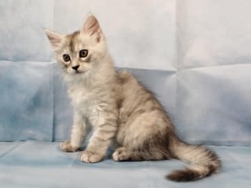 Maine Coon · Västra Frölunda · Dagdrivarn