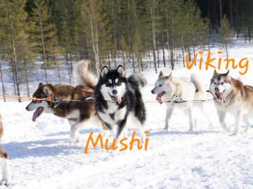 Alaskan malamute · Kil · Cheenik's