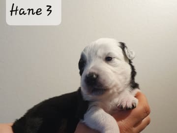 Canis