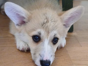 Welsh corgi pembroke · Tobøl · Karianne Cowle Øverby