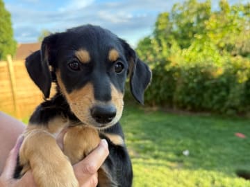 Perro sin pelo del perú · Färnäs · Nakku Rakkans