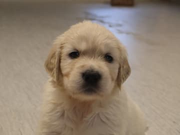Golden Retriever · Tjällmo · Ekbergarn’s  kennel