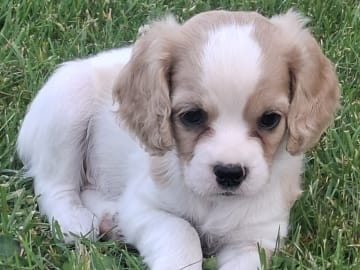 Cavapoo · Virsbo · Malin A.