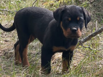 Rottweiler · Fjärdhundra · Yanx’s