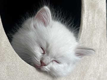 Ragdoll · Linköping · Lyrhedskatter