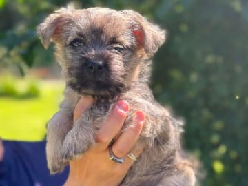 Cairnterrier · Åtvidaberg · Sara Larsson