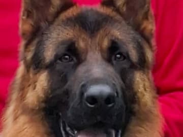 Tysk Schäferhund · Robertsfors · Korssjötorpets