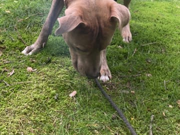 Pitbull/bully · Hisings Backa · Gabriella B.