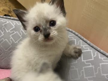 Ragdoll · Flen · Ali M.
