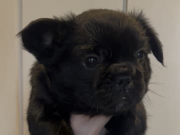 Fransk bulldog
