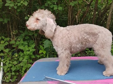 Bedlingtonterrier · Magnor · Blue Light