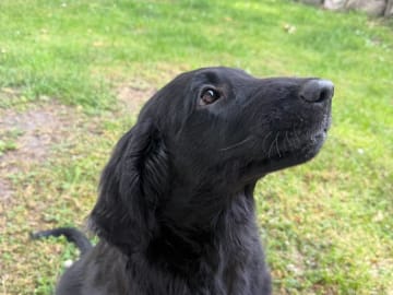 Flat coated retriever · Rånäs · Itans Ljuva