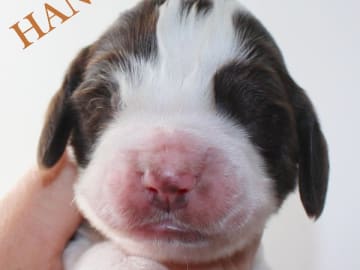 Engelsk springer spaniel · Uppsala · Quality Design
