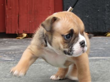 Engelsk bulldog · Rånäs · Maxibull
