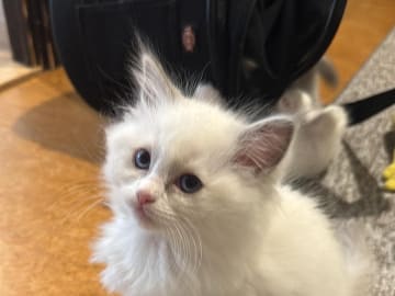 Ragdoll · Norrköping · Benjamin I.