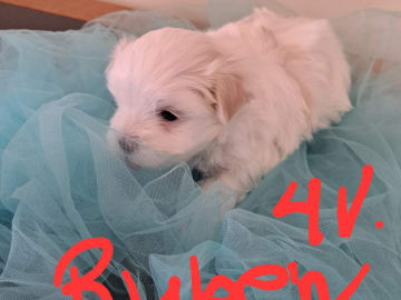 Malteser · Alingsås · Ginny Angel