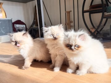 Ragdoll · Varberg · Abdulelah A.
