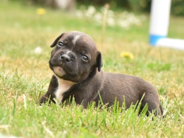 Staffordshire bullterrier · Olofström · Snögrisens