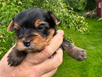 Yorkshireterrier · Södertälje · Pure Silverline