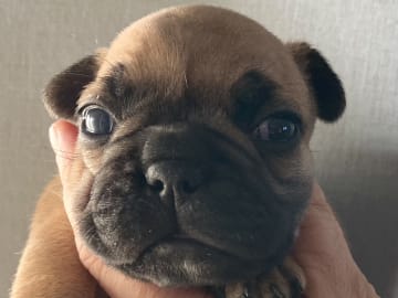 Fransk bulldogg · östervåla · Dexline's