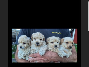 Maltipoo · Arboga · Kerata